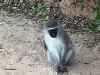 Vervet Monkey at Addo.jpg (44863 bytes)
