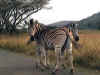 Zebra at Hluhluwe, Kwa-Zulu Natal.jpg (28920 bytes)